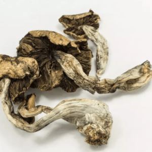 MAGIC MUSHROOMS (Psilocybe Cubensis)