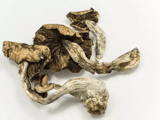 Buy Magic Mushrooms Online