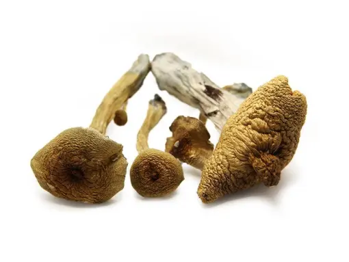 Buy Alacabenzi Magic Mushrooms Online