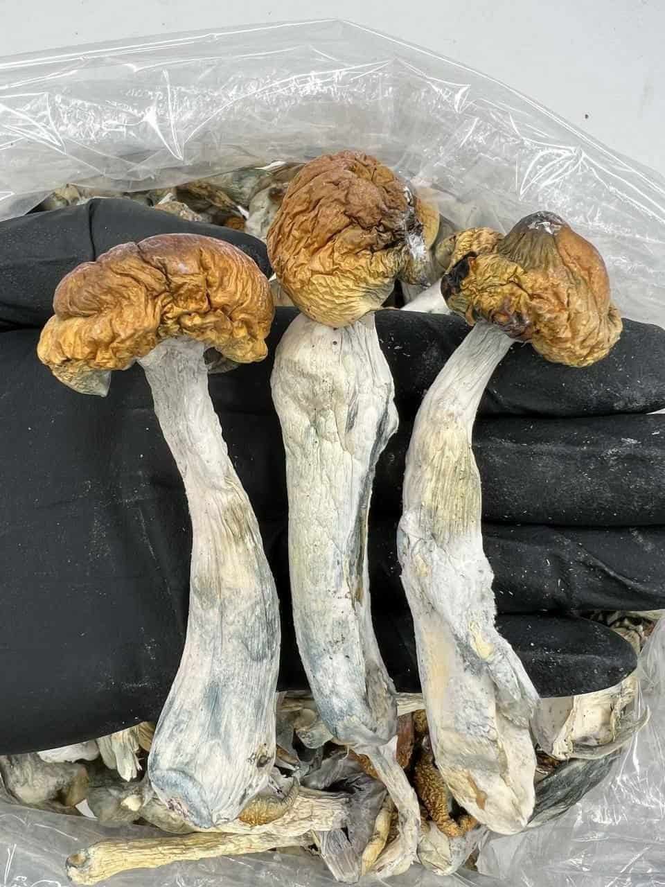 Buy Albino Penis Envy Mushrooms Online