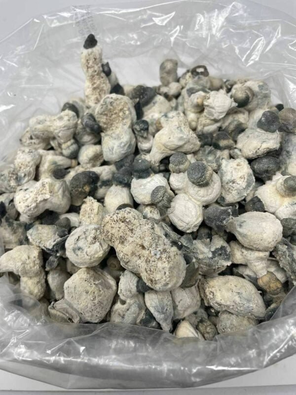 Buy Blue Meanie Mushrooms Online