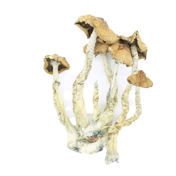 Buy Stargazer Mushrooms Online