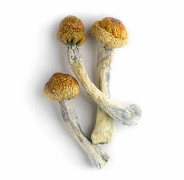 Buy Trinity Mushrooms Online